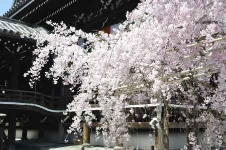 佛光寺　本堂としだれ桜1