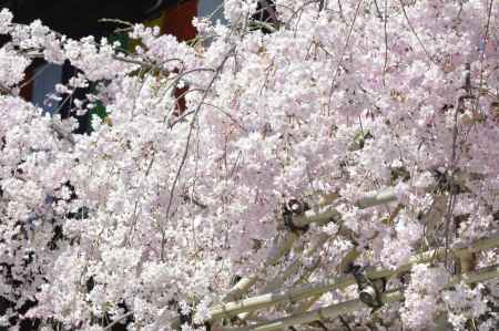 佛光寺　本堂としだれ桜2