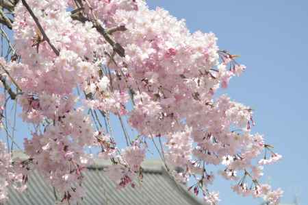 佛光寺　屋根と空と桜