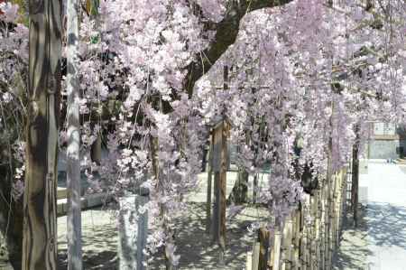 佛光寺　しだれ桜7