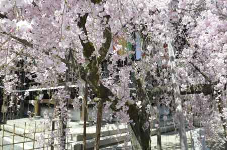 佛光寺　しだれ桜8