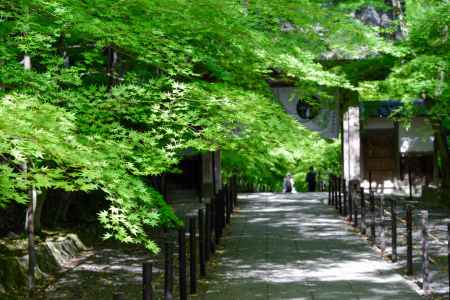 光明寺青もみじ11