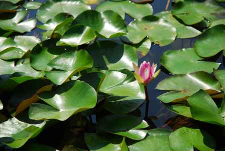 平安神宮神苑の睡蓮