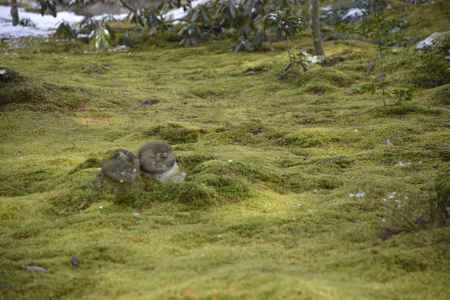 寄り添う地蔵様