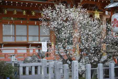 梅を眺める神牛