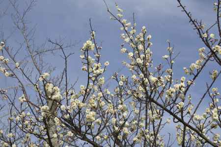 青空に映える白梅