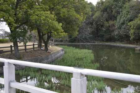 池のカキツバタ