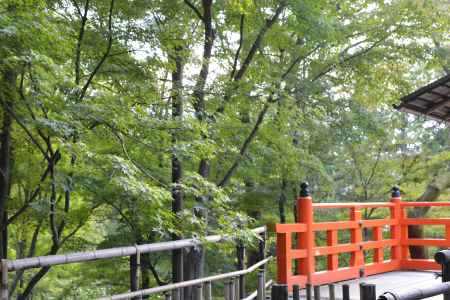 色づく前も美しい