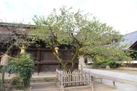 天満宮　世継ぎの梅