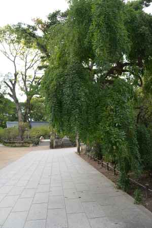 うっそうと生い茂る