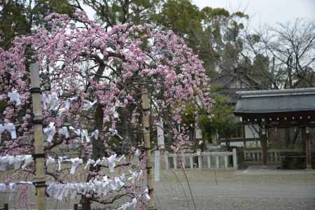 おみくじとしだれ梅