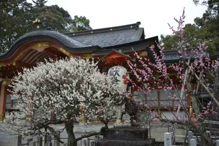 天満宮の紅白梅
