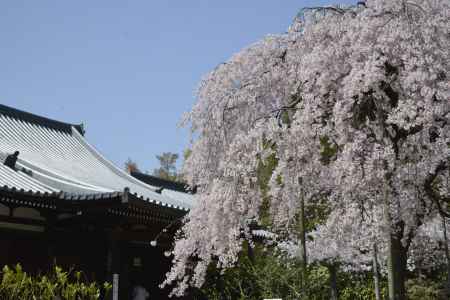 満開の枝垂れ桜