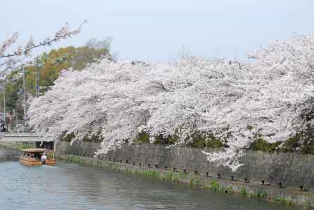 岡崎疏水のサクラ