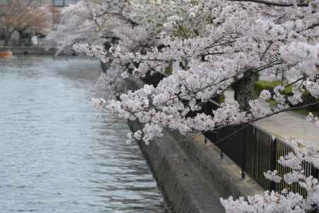 水面に揺れるサクラ
