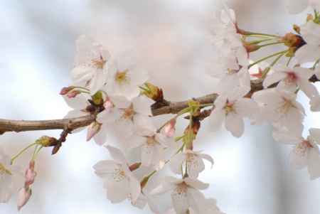 可憐なるサクラ