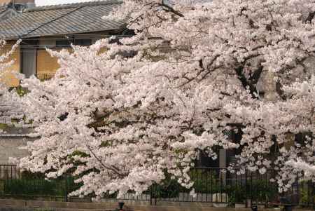 あふれんばかりのサクラ