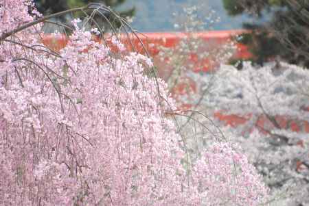 朱色をバックに燃ゆるサクラ