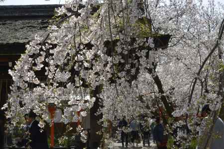 魁桜も満開です