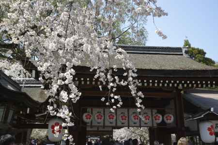 サクラと桜提灯