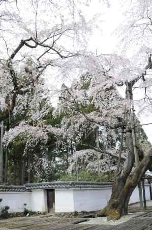 醍醐寺　華麗なるサクラ