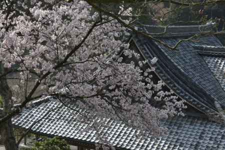 善峯寺　春さかり