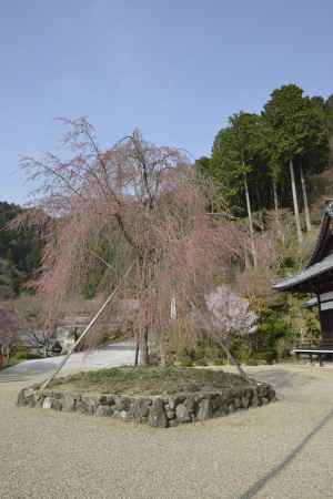 善峯寺　通り過ぎた春