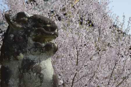 善峯寺　狛犬とサクラ