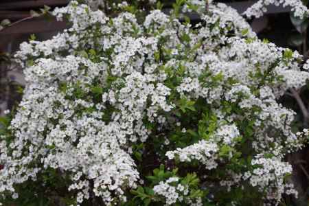愛くるしい　雪やなぎ