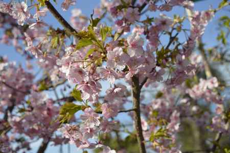法住寺　さくら咲く