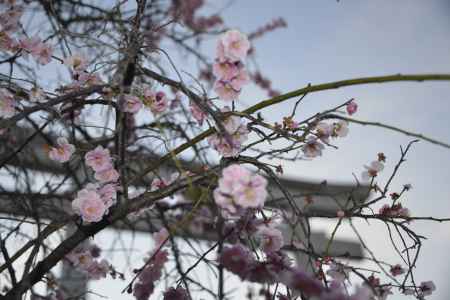 満開まではあと少し