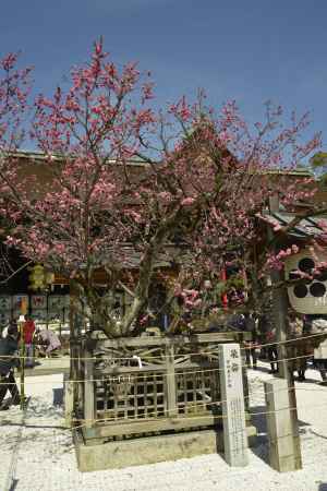 北野天満宮　飛梅