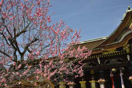 満開まではもう少し