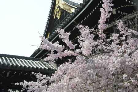 佛光寺のしだれ