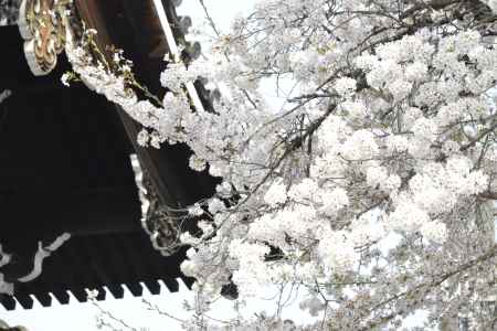 一段と華やかに