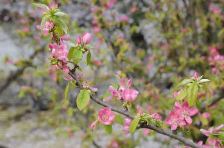 愛らしい花梨の花