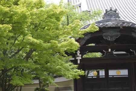 新緑に映える勅使門