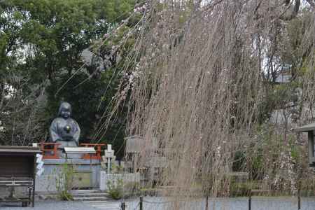 待ちわびるサクラ