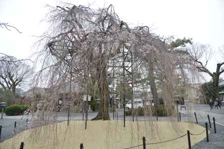 春を待つおかめ桜