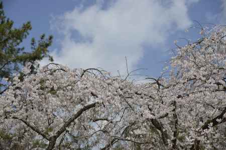 京都御苑　天高く伸びるサクラ