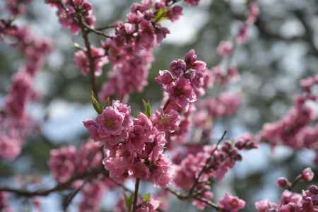 京都御苑　桃見頃