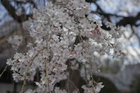 本満寺　整った桜の姿