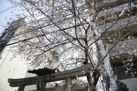 菅大臣神社　電線にまとうサクラ