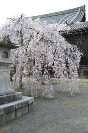 立本寺　地に着く枝垂れ