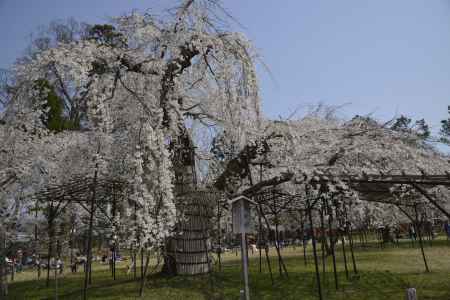 上賀茂神社　御所桜