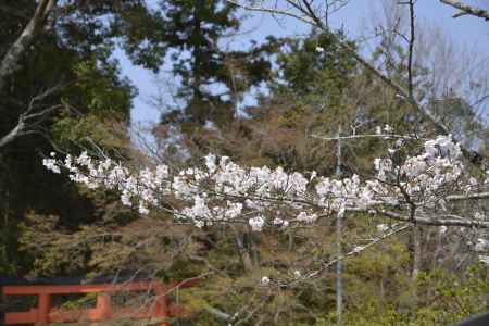 大田神社のサクラ