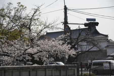 二条城前　堀川のサクラ