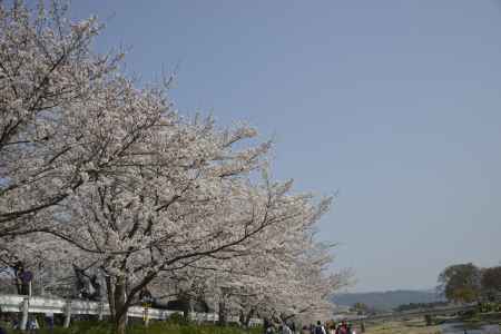 桜が続く半木の道