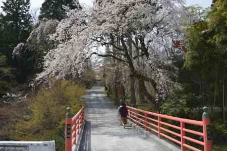 正法寺　極楽橋のサクラ