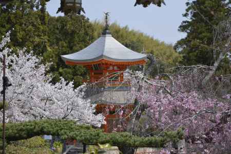 正法寺　桜に囲まれる遍照塔